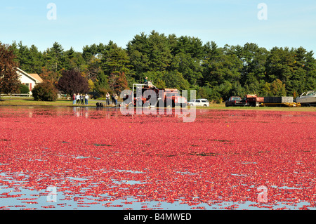 Di raccolto umido rosso maturo di mirtilli rossi da bog in Plymouth County, STATI UNITI D'AMERICA Foto Stock