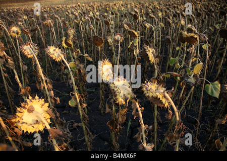 Il riscaldamento globale risultante in non riuscita del raccolto la produzione di semi di girasole in Bulgaria meridionale Foto Stock