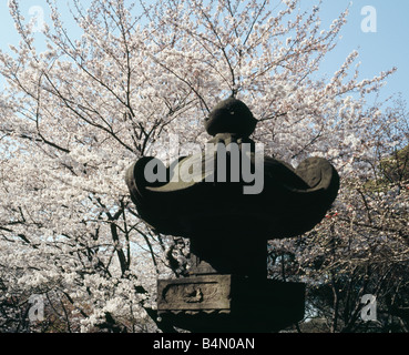 Lanterna di pietra e fiori di ciliegio albero nel Parco di Ueno Foto Stock