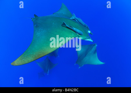 Diavolo ray, pesce diavolo Manta, Mobula tarapacana, Azzorre Foto Stock