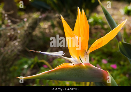 Uccello del Paradiso fiore Strelitzia reginae a Santana Madeira Foto Stock