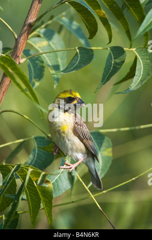 Ploceus philippinus. Baya Weaver bird arroccato in una struttura ad albero nella campagna indiana. Andhra Pradesh, India Foto Stock