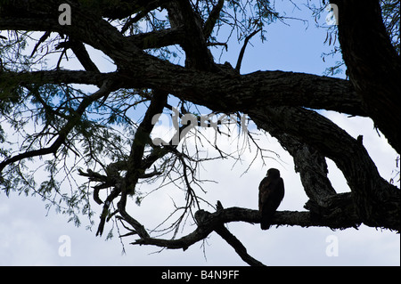 Tanzania Serengeti National Park il fiume Mara area una steppa eagle aquila nipalensis Foto Stock