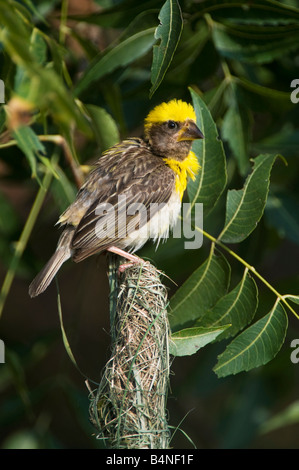 Ploceus philippinus. Baya Weaver bird appollaiato sul suo nido nella campagna indiana. Andhra Pradesh, India Foto Stock