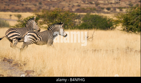 Zebra fauna selvatica Africa damara Namibia Africa Foto Stock
