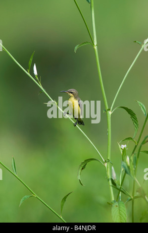 Cinnyris jugularis. Backup di oliva Sunbird nella campagna indiana. Andhra Pradesh, India Foto Stock