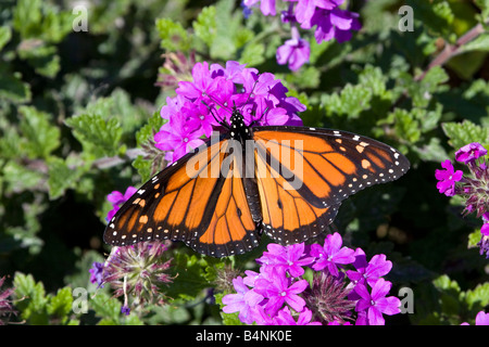 Farfalla monarca avanzamento sul fiore viola Foto Stock