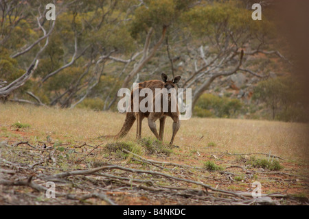 Un grande canguri selvatici in cleve varia sulla penisola di Eyre Foto Stock