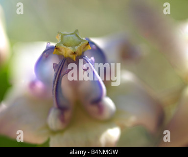 Fiore di corona, Milkweed indiano, Pua kalaunu Foto Stock