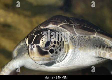 Turtle una vita sottomarina dei mari tropicali Foto Stock