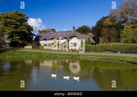 Bella Ashmore stagno è un stagno di rugiada nel villaggio più alto nel nord del Dorset sul bordo della a Cranborne Chase vicino a Shaftesbury Foto Stock