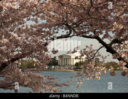 Jefferson Memorial a Washington DC incorniciato da fiori di ciliegio e il bacino di marea in primo piano Foto Stock