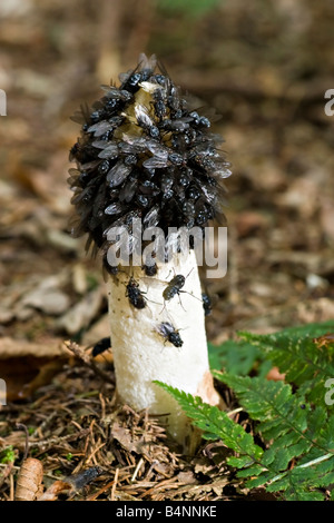 Vola su alimentazione Phallus impudicus Foto Stock