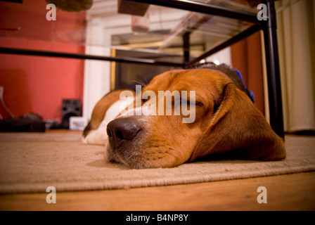 Un grazioso cucciolo di beagle di dormire sul pavimento nel soggiorno Foto Stock