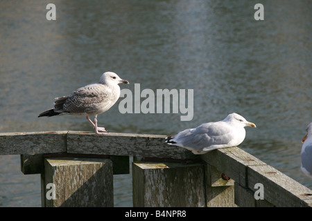 Due gabbiani seduti sul porto di attracco in sun Foto Stock
