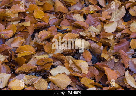 Faggio le foglie in autunno Park Nartural porte els Foto Stock