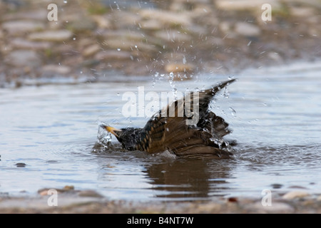 STARLING Sternus vulgaris la balneazione nella pozza GALLES DEL NORD FEB 08 Foto Stock