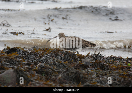 CURLEW Numenius arquata camminando lungo la riva del mare Foto Stock