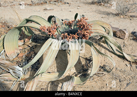 Welwitschia Mirabilis fiore campione nella foresta pietrificata monumento nazionale di Damaraland Namibia Foto Stock