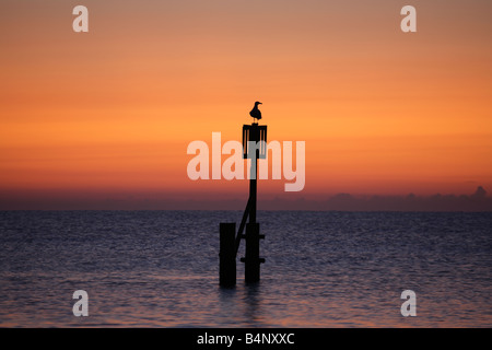 Seagull seduto su un marcatore groyne post. Foto Stock