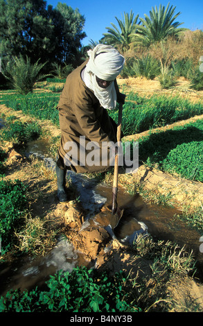 Algeria, Djanet. Uomo di tribù Tuareg lavorando nel suo giardino nell'oasi per coltivare ortaggi. Deserto del Sahara. Foto Stock