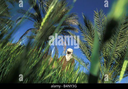 Algeria, Djanet. Uomo di tribù Tuareg lavorando nel suo giardino nell'oasi per coltivare ortaggi. Deserto del Sahara. Foto Stock