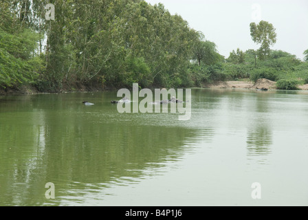 India Rajasthan bufalo indiano di acqua in un lago Foto Stock