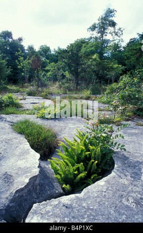 Andatura carriole riserva naturale nazionale Lancashire Inghilterra Harts linguetta fern sul marciapiede di calcare Foto Stock