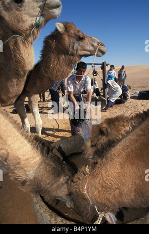 Algeria Touggourt beduino l uomo al bene di cammelli nel deserto del Sahara Foto Stock