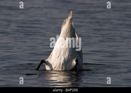 Cigno mangiare dal letto del mare Foto Stock