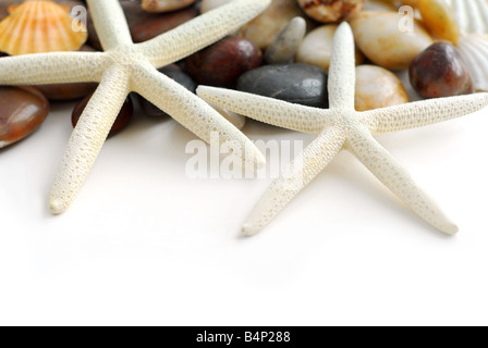 Starfish ciottoli e conchiglie su sfondo bianco Foto Stock