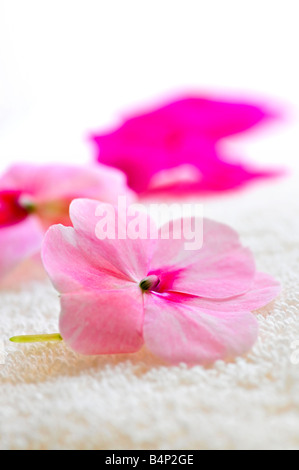 Dolci freschi di fiori su asciugamani di lusso vicino fino Foto Stock