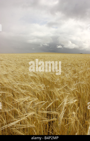 Un raccolto di grano sulla penisola di Eyre con nuvole scure in background Foto Stock