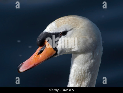 Dettaglio della testa di cigno Foto Stock