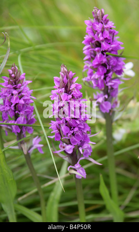 Sud della palude, orchidea Dactylorhiza Praetermissa, Orchidaceae, Europa Foto Stock