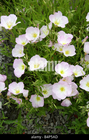 Primrose rosa aka Pinkladies o sera showy Primrose, Oenothera speciosa, Onagraceae. Stati Uniti sudorientali e Messico. Foto Stock