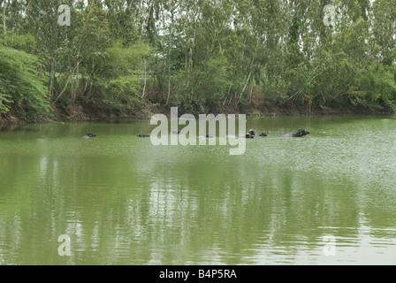 India Rajasthan bufalo indiano di acqua in un lago Foto Stock