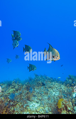 Atlantic Spadefish Chaetodipterus faber West End Grand Bahama Oceano Atlantico Foto Stock