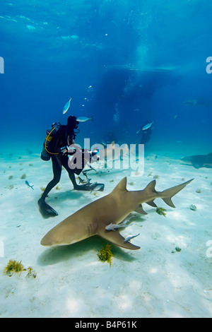 Lo squalo limone Negaprion brevirostris subacquei e barca West End Grand Bahama Oceano Atlantico Foto Stock