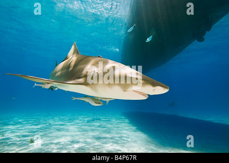 Lo squalo limone, Negaprion brevirostris, con sharksuckers, Echeneis naucrates, nuoto in barca, Grand Bahama, Bahamas, Atlantico Foto Stock