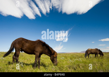 Cavalli islandesi Foto Stock