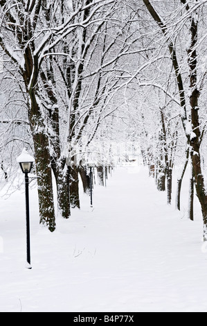 Corsia in winter park con coperta di neve alberi Foto Stock