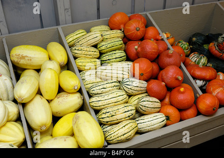 Diversi tipi di squash sul mercato di fattoria in stallo Foto Stock