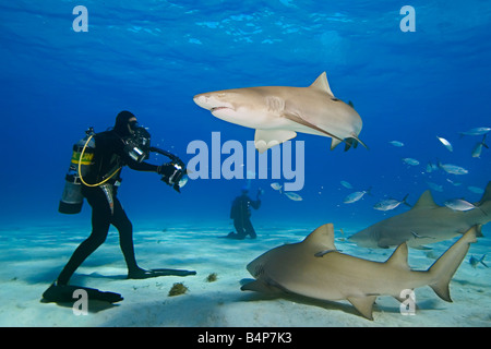 Lo squalo limone, Negaprion brevirostris, e subacquei, tormentando la acqua con scarti di pesce, West End, Grand Bahama, Atlantico Foto Stock