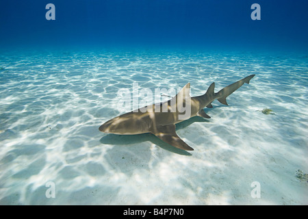 Lo squalo limone, Negaprion brevirostris, Grand Bahama, Bahamas, Oceano Atlantico Foto Stock