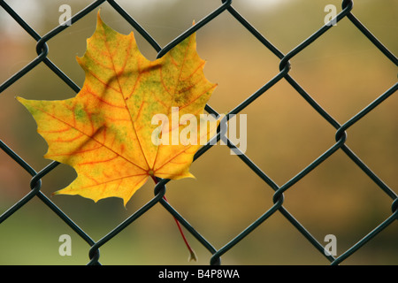 Giallo maple leaf bloccato nel recinto di filo Foto Stock