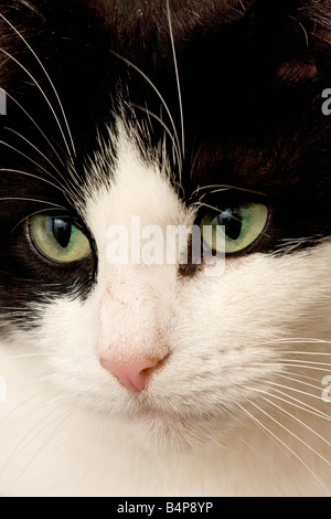 Ritratto di una donna in bianco e nero cat (felis catus) Foto Stock