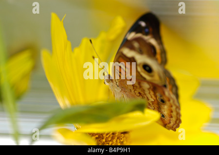 White peacock anartia jatrophae Foto Stock