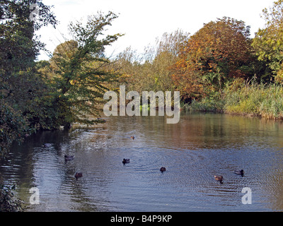 Le anatre bastarde sul grande fiume Ouse. Foto Stock