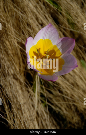 Toronto Canada 2008 - un inusuale e relativamente rare fioriture precoci Candia tulip (Tulipa saxatilis 'Lilac wonder') Foto Stock